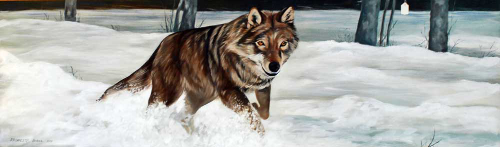 lupo-sulla-neve-1