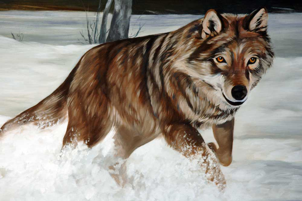 lupo-sulla-neve-particolare-1