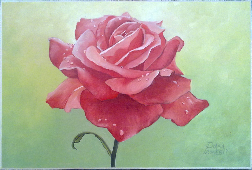Rosa rossa con rugiada 20x30