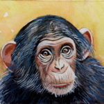 Scimpanzé - acquerello