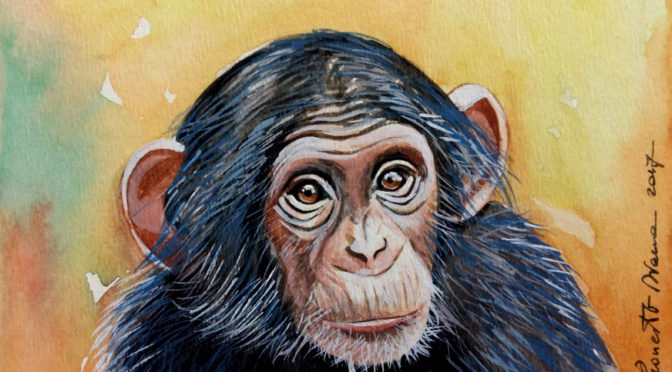 Scimpanzé - acquerello