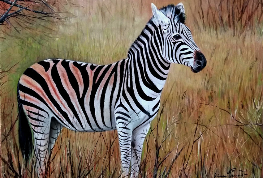 zebra olio su tavola 61x51 cm