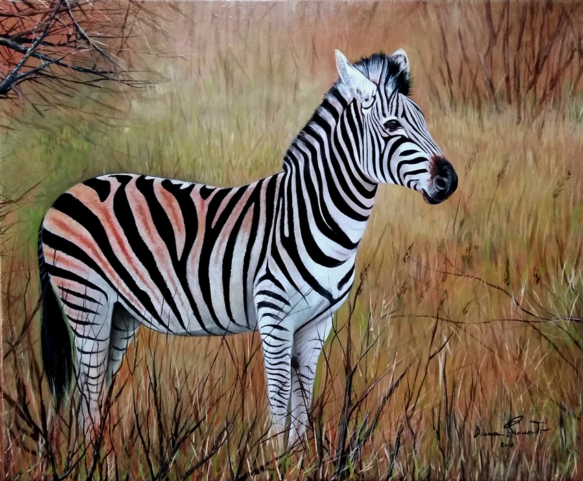 zebra olio su tavola 61x51 cm
